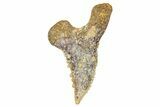 Fossil Shark Tooth (Hemipristis) - Angola #259453-1